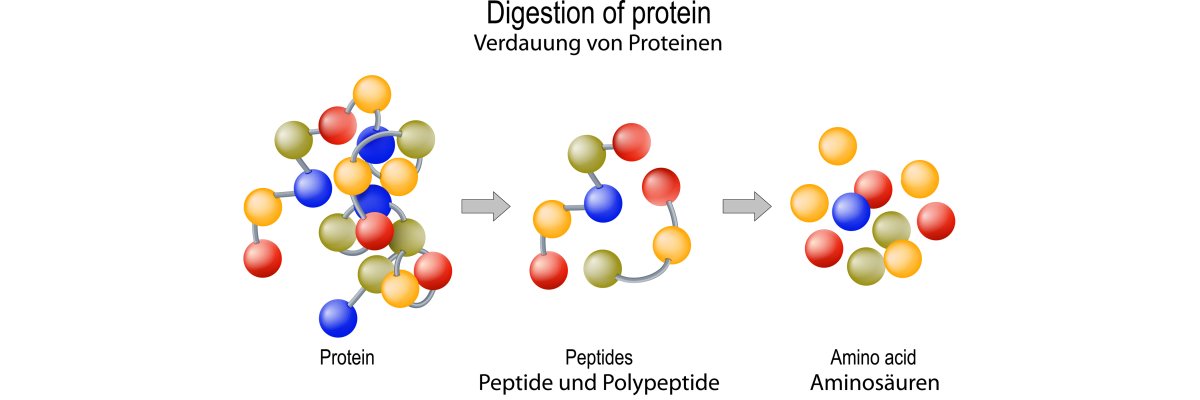 Proteinhydrolysate in der Sporternährung - Proteinhydrolysate in der Sporternährung